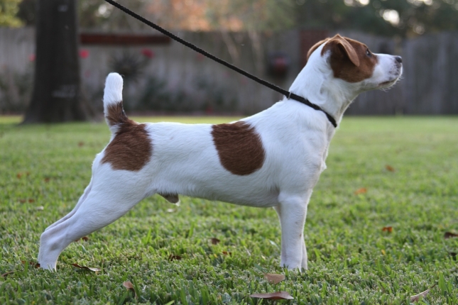 Jack Russell terijer