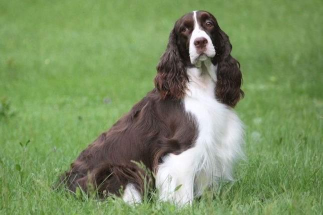 Engleski špringer španijel (English Springer Spaniel)