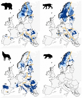 Europa: obnova brojnosti velikih zvijeri