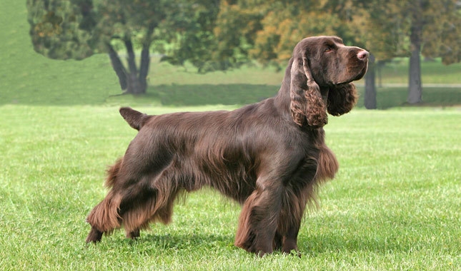 Poljski španijel (Field Spaniel)