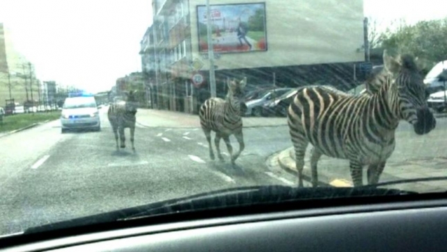Zebre u jurnjavi gradom u blizini Bruxellesa