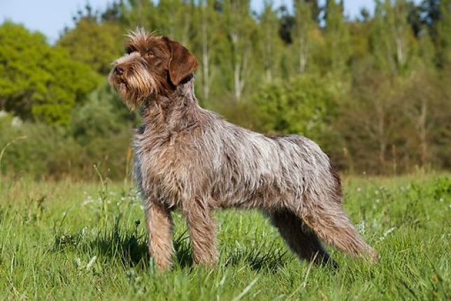 Korthalsov oštrodlaki ptičar – en. Wirehaired Pointing Griffon