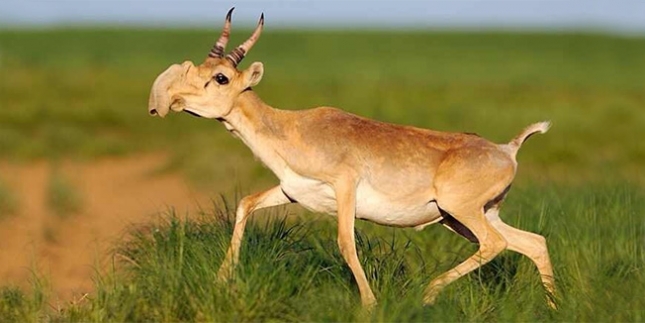 Što je ubija Kazahstanke Saiga antilope?