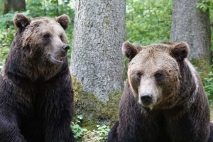 Zanimljivost iz susjedne BiH : Tri medvjeda pojavila se u selima oko Novog Grada