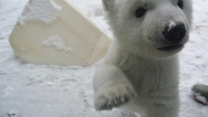 ZANIMLJIVOSTI: Polarna medvjedica prvi put ugledala snijeg