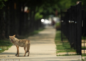Urbani kojoti Chicaga - nekadašnji duhovi ravnica sada su duhovi gradova