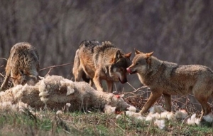 Nikad više vukova: priče iz ruralne Dalmacije