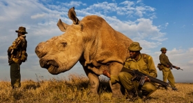 Naoružani rendžeri 24/7 čuvaju mužjaka poslijednjeg sjevernog bijelog nosoroga na Zemlji