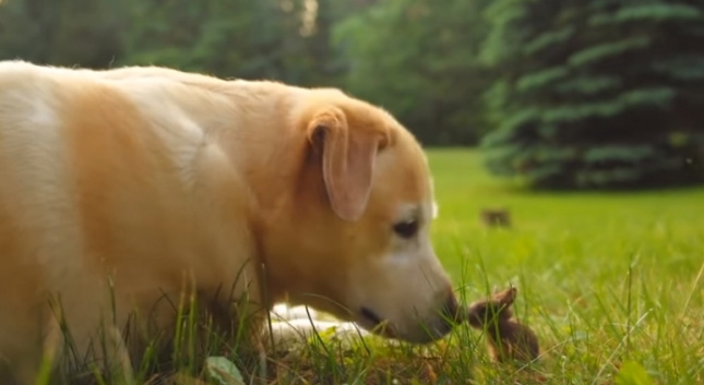 ZANIMLJIVOSTI: Labradorica posvojila zeca