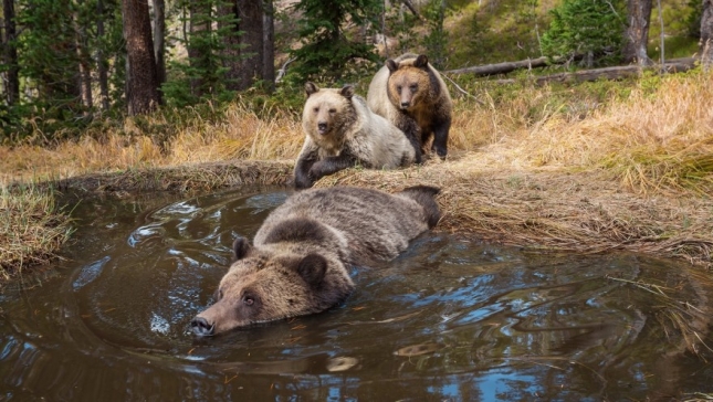 Medvjeđe kupalište