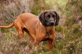 Bavarski planinski krvosljednik – eng. Bavarian mountain hound