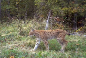 Risevi ugibaju od šuge u Nacionalnome parku Harz