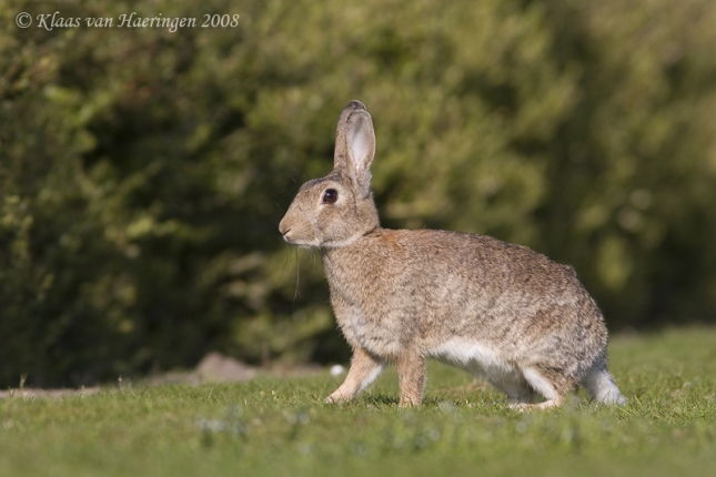 Divlji kunić (Oryctolagus cuniculus)