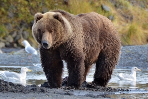 Veliki Kodiak medvjed - Kodiak Bear