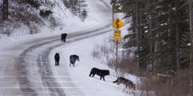 Utjecaj lova na populaciju vukova u Kanadi