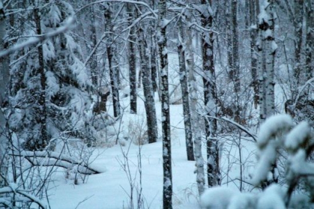 ... otkrio sam svijet pun iskonskog, nagonskog, čistog i lijepog