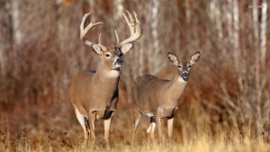 Bjelorepi Jelen! (Whitetail deer)