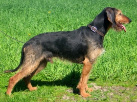 Talijanski o&scaron;trodlaki gonič