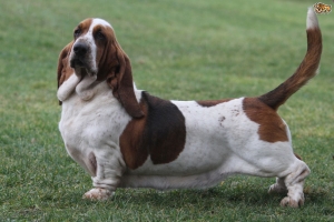 Engleski baset - Basset hound