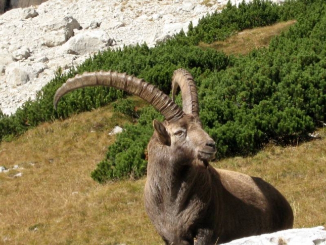 Alpski kozorog – Capra ibex L. – eng. Alpine ibex
