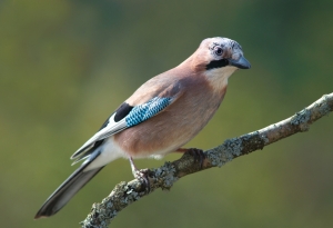 Šojka kreštalica (Garrulus glandarius)