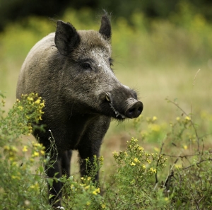 Divlja svinja – Sus scrofa L. – eng. Wild boar