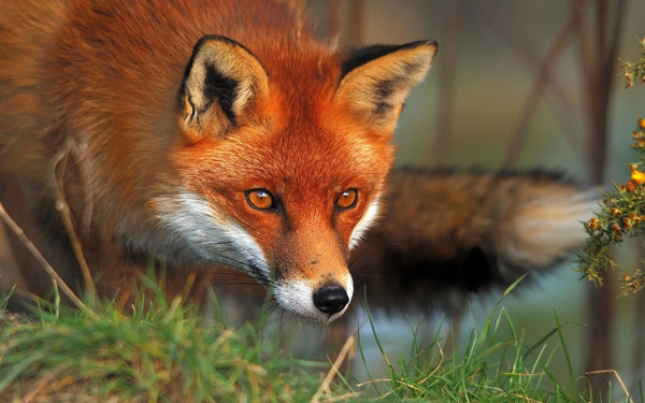 Crvena lisica (Vulpes vulpes)