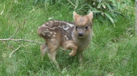 Upoznajte vrstu najmanjeg jelena na svijetu