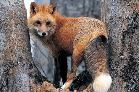 lisica na stablu karlovac