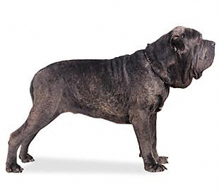 neapolitan_mastiff