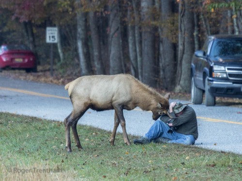 elk-i-fotograf