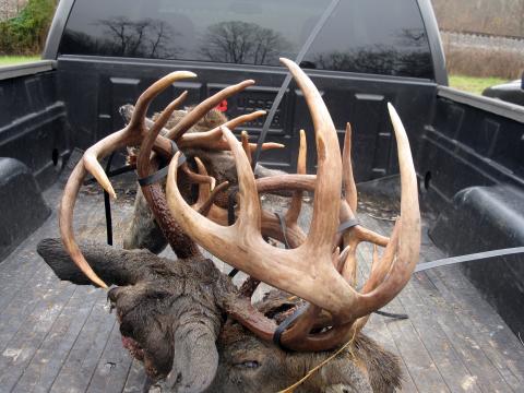 Three bucks 7