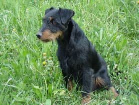 deutscher-jagd-terrier2