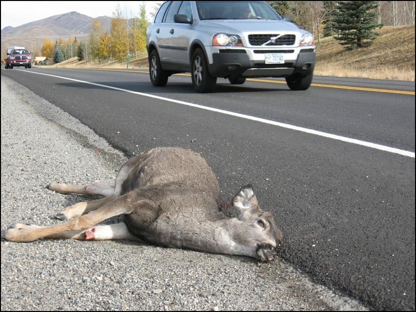 dead-deer-car