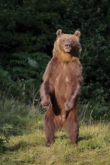 web za upoznavanje medvjeda