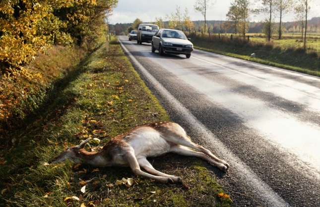 stradala divljač