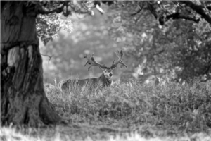 Zeiss natjecanje najbolje fotografije: osvojite Victory V8 1.1-8x30 optički ciljnik