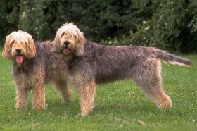 Vidraš (Otterhound) 