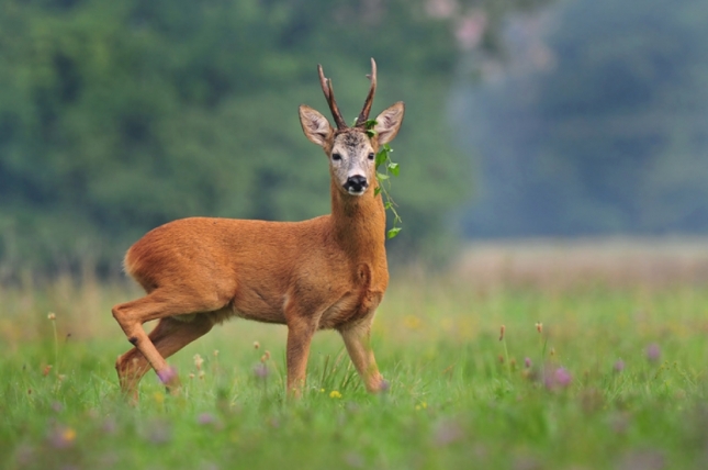 SRNA OBIČNA (CAPREOLUS CAPREOLUS L.) – ENGL. ROE DEER