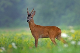 Srna obična (Capreolus capreolus L.)