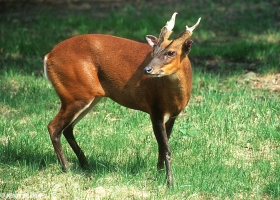 MUNTJAC - JELEN KOJI LAJE