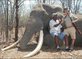 Ostrijeljen &quot;najveći&quot; slon u Africi? - Kljove preko 100kg