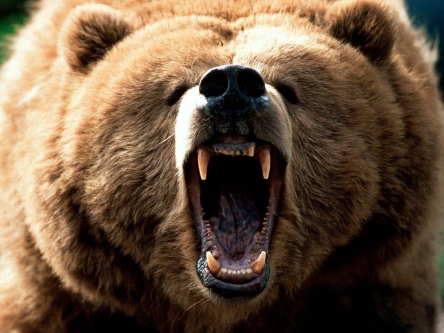 Po prvi puta znanstvenici objavljuju zašto medvjedi (ponekad) napadaju ljude diljem svijeta