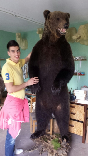 Zlatni medvjed iz Like