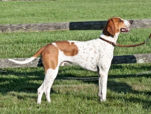 Američki lisičar – American foxhound