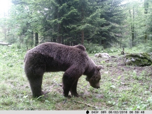 Medvjedi s GPS ogrlicama nam donose spoznaje!